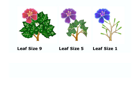 The life cycle of a mystery plant.