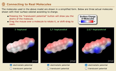 Students see how complex molecules can have different surface charges in different places.