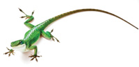 Figure 2. We would like to thank the anole lizard for donating its traits to the Geniverse project.
