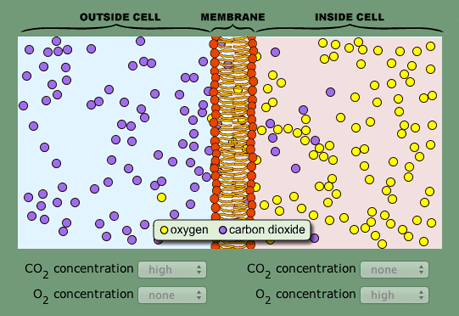 Learn how water and ions can diffuse both passively and actively through cell membranes