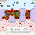 Cellular Respiration