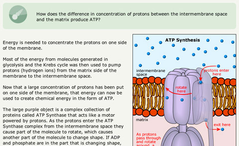 Cellular Respiration 