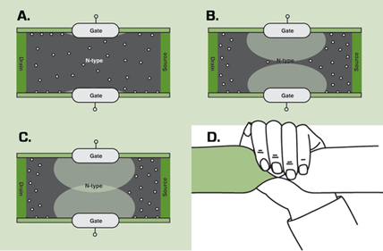 Figure 2. This sequence of images shows how an electric current in a junction field effect transistor is turned off. Figure 2. This sequence of images shows how an electric current in a junction field effect transistor is turned off.