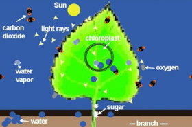 Leaf Photosynthesis
