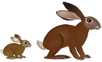 Figure 2. The animal games include different sized rabbits.
