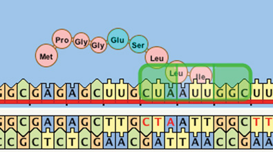 Figure 3. Students set the DNA sequence and watch as a protein is formed from amino acids.
