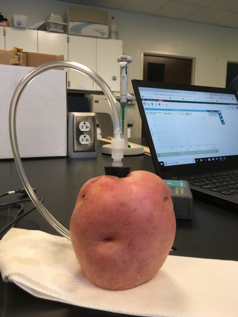 Registering pressure changes as water flows in or out of cells in a fresh potato