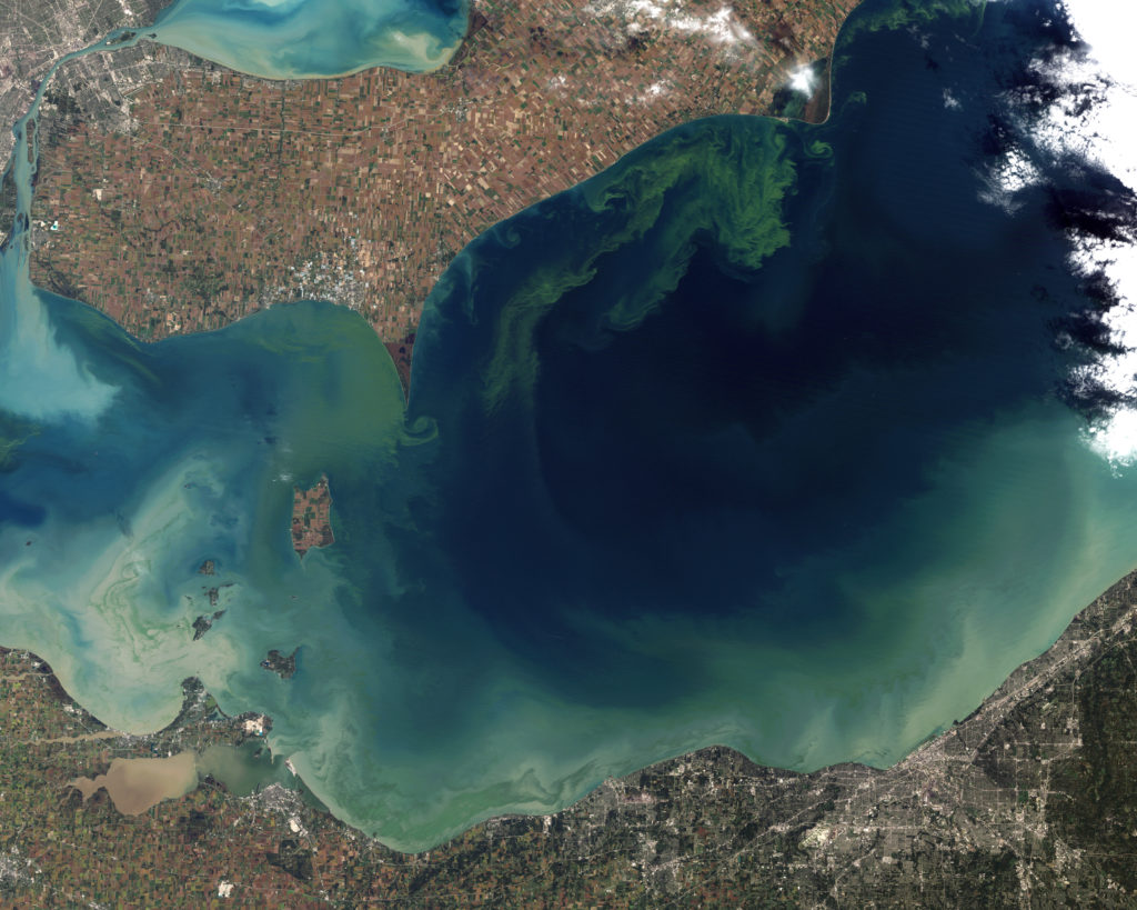 Toxic algal bloom in Lake Erie