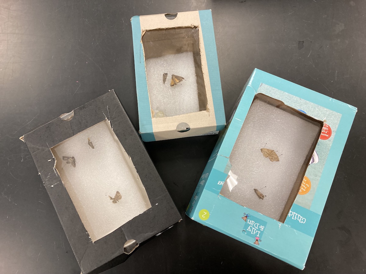Moths displayed in DIY collection boxes