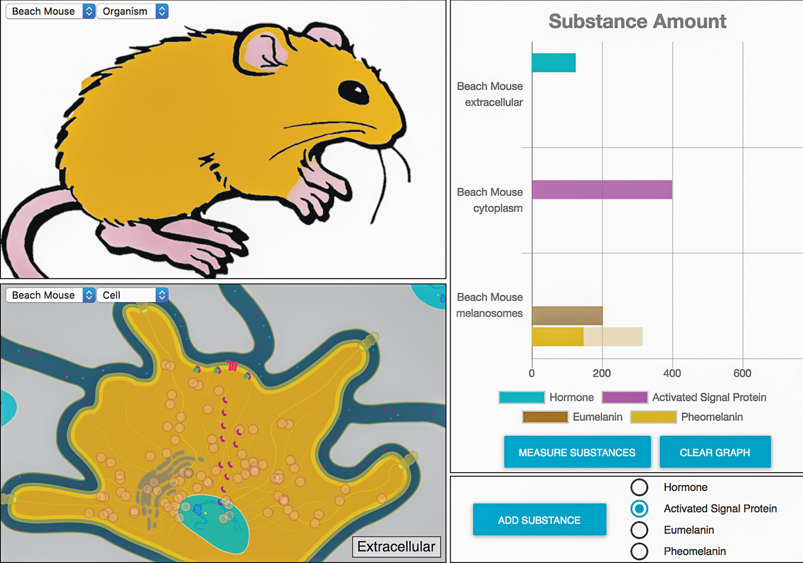 Multi-level Model view of the beach mouse showing both the organism level and the cell level.