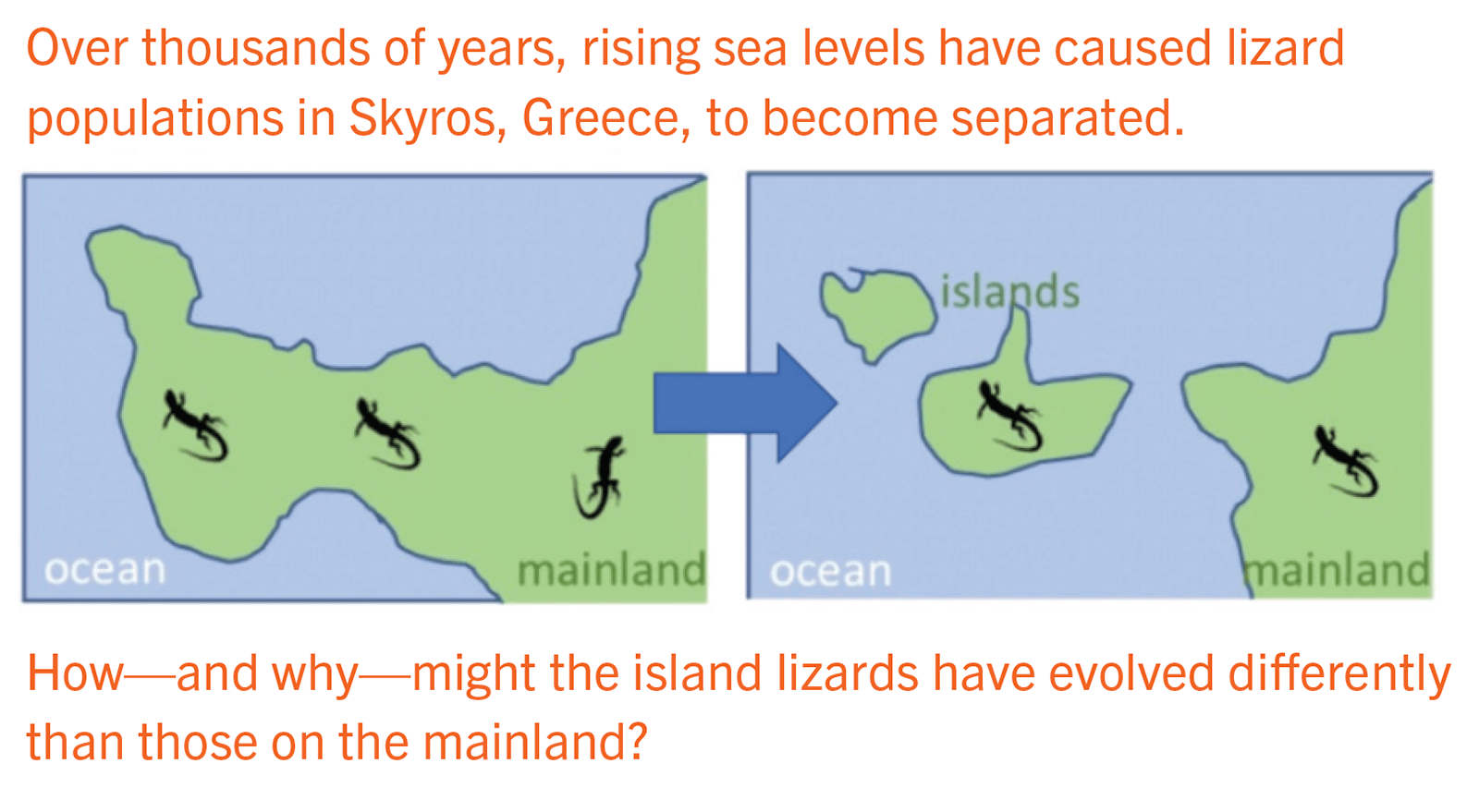 Lizard populations in Skyros, Greece