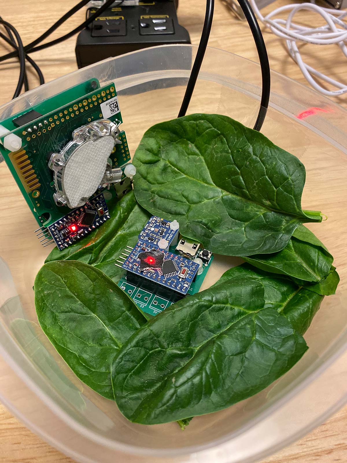 A mini-biosphere in preparation, containing spinach, a carbon dioxide sensor, and light sensor. 