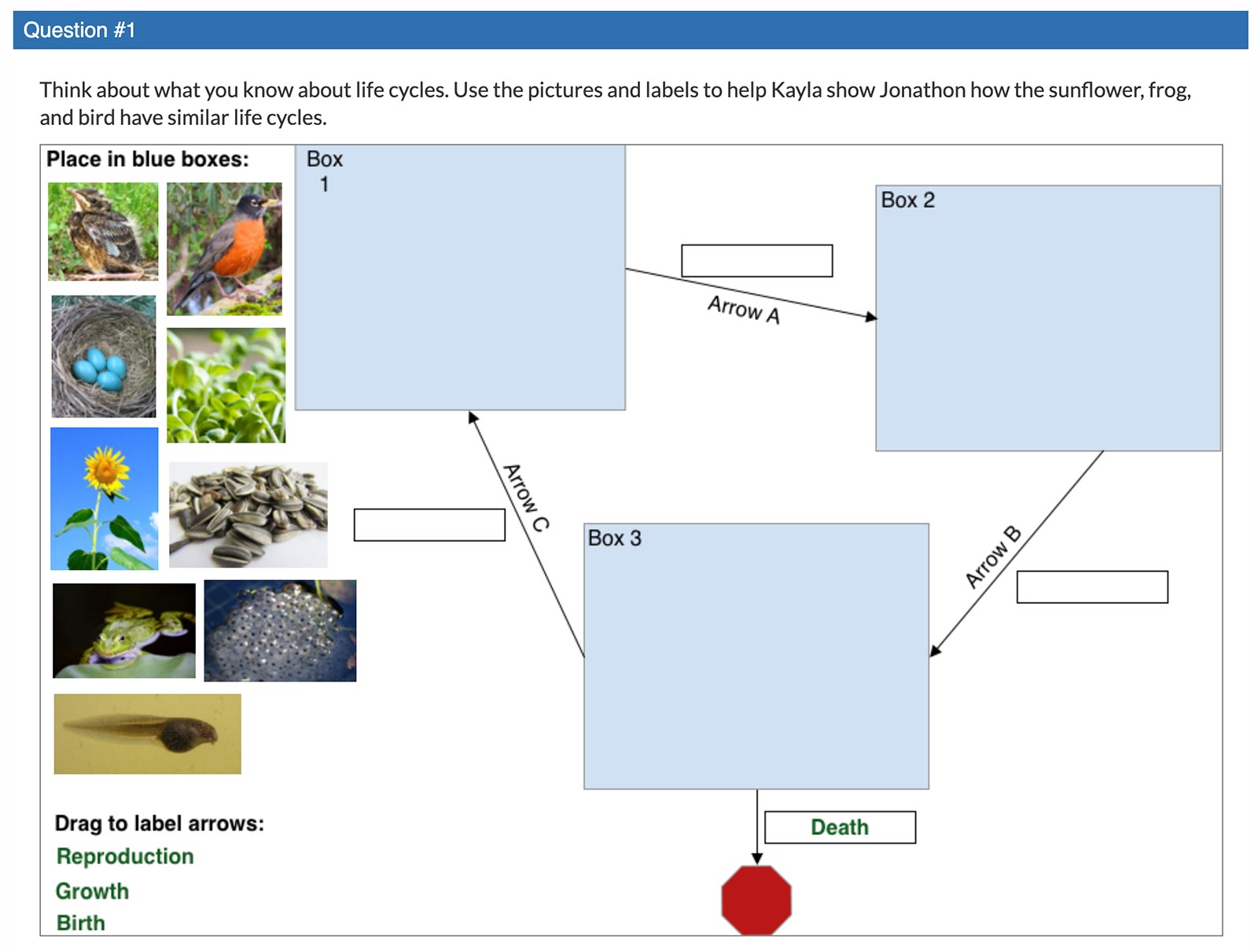 Sunflowers, Frogs, and Birds: Create a Model
