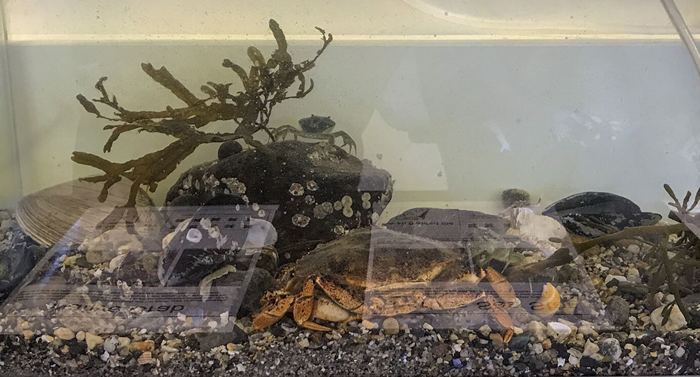 Physical microcosm with crabs, prey, and other components of the intertidal zone.